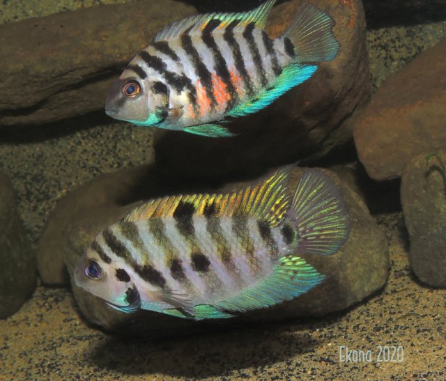 A. siquia Pair Display NT 3txt.jpg