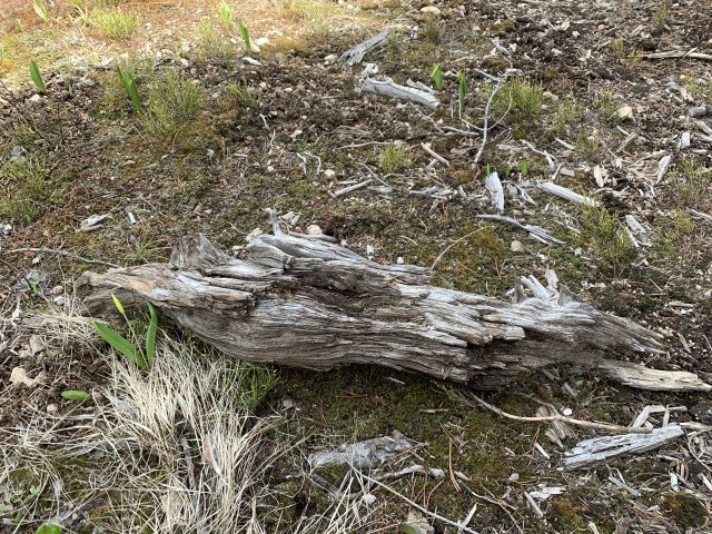 11BBBD58-2018-4574-8E4B-315640DC4053.jpeg 11BBBD58-2018-4574-8E4B-315640DC4053.jpeg