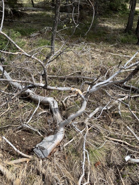 F3AF2EA0-98A6-4B85-94B6-8D42B143B739.jpeg F3AF2EA0-98A6-4B85-94B6-8D42B143B739.jpeg