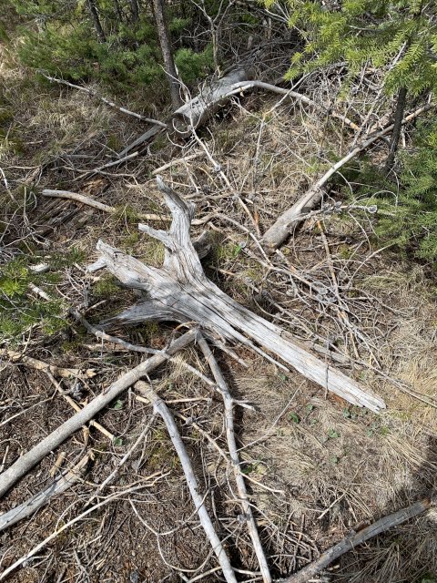 8B5C7A8A-96EA-471B-968F-450B32C00675.jpeg 8B5C7A8A-96EA-471B-968F-450B32C00675.jpeg