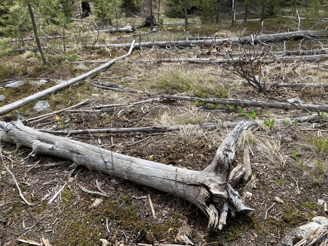 7FD77E47-3CFB-4888-9ED3-4CC17EC7A4EF.jpeg 7FD77E47-3CFB-4888-9ED3-4CC17EC7A4EF.jpeg