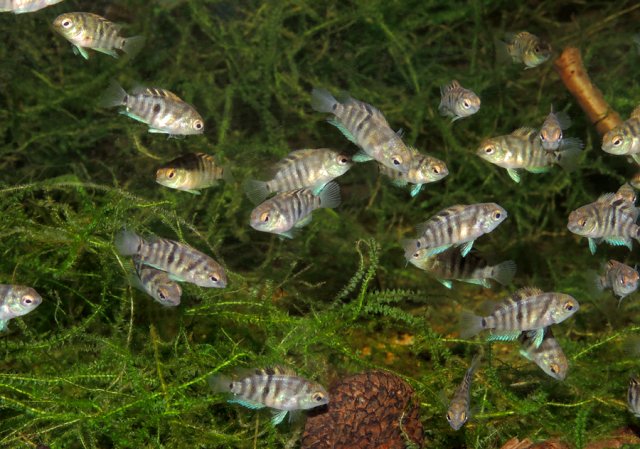 A. siqu Juvies 6 weeks Good.jpg