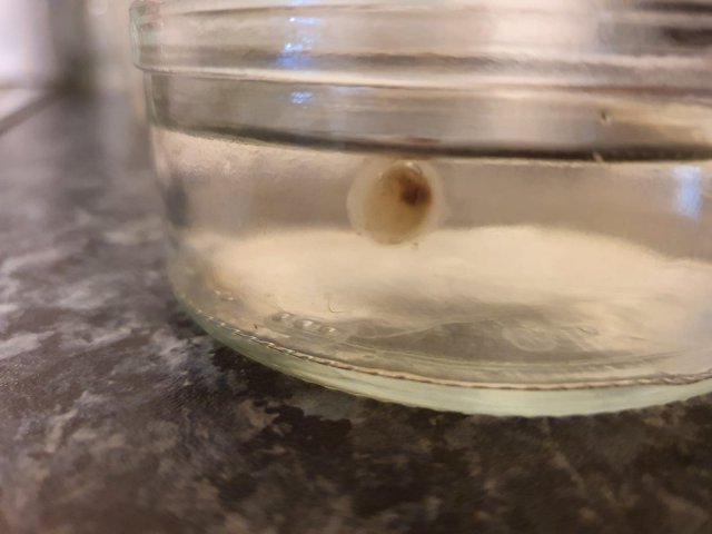 P. weeksii egg 1.jpg