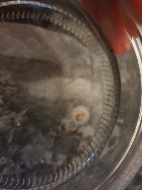 P. weeksii egg 2.jpg