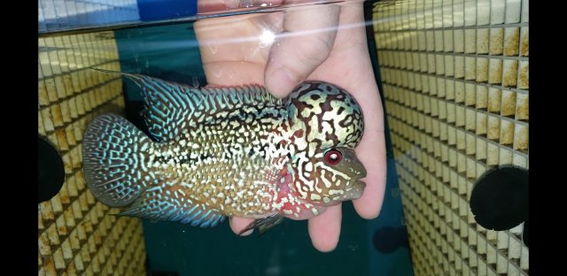 Screenshot_20200520-195248_Video Player.jpg