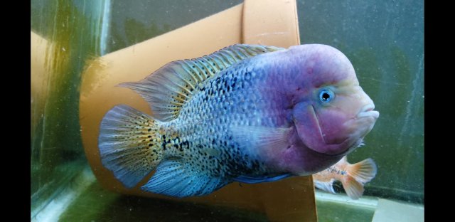 Screenshot_20190207-043242_Video Player.jpg