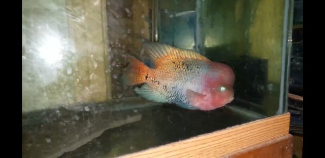 Screenshot_20200521-021123_Video Player.jpg