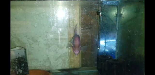 Screenshot_20200521-021227_Video Player.jpg