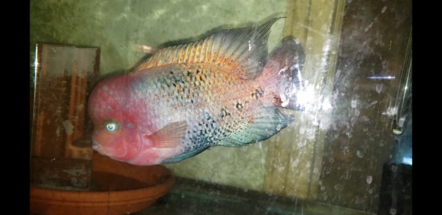 Screenshot_20200521-022434_Video Player.jpg