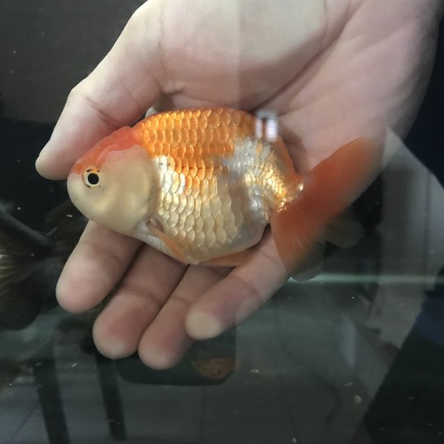 F37D3273-8FD7-4331-A7CB-B03E657E1254.jpeg F37D3273-8FD7-4331-A7CB-B03E657E1254.jpeg