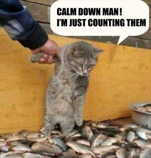 funny-pictures-cat-loves-fish.jpg