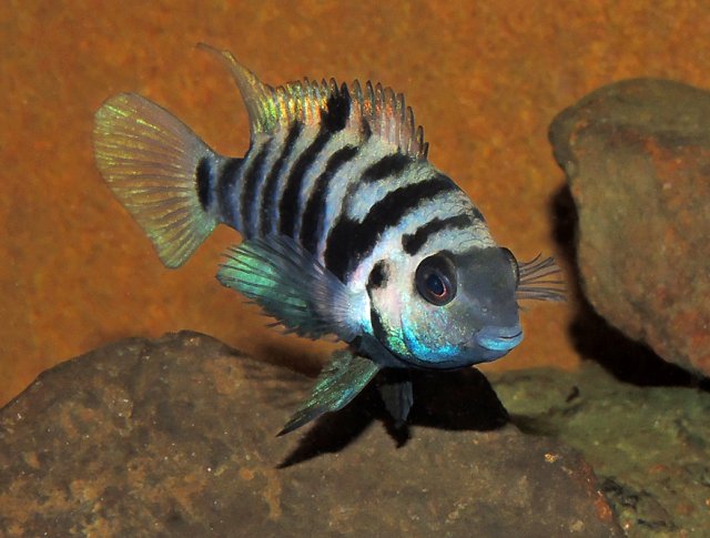 HRP Danli Female Brood Care 1.jpg