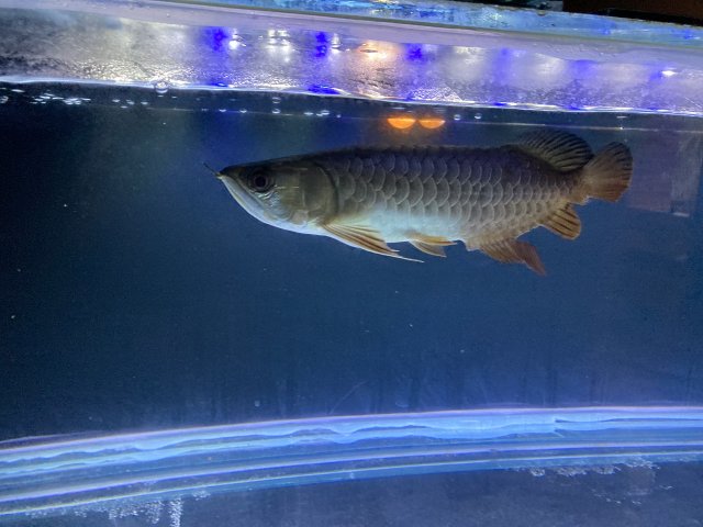 arowana.jpg