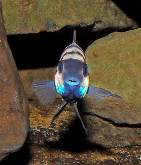HRP Female Brood Care Face.jpg