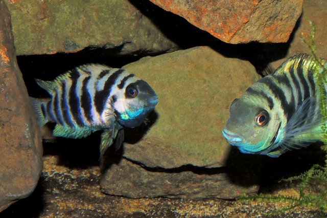 HRP Pair Brood Care Display.jpg