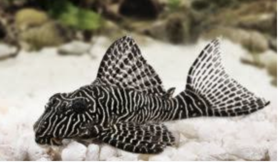 Screen Shot 2020-05-26 at 3.56.38 PM.png