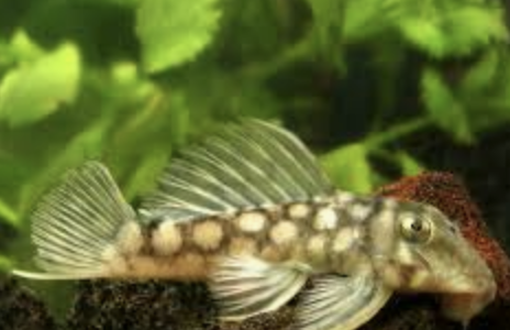 Screen Shot 2020-05-26 at 3.57.03 PM.png