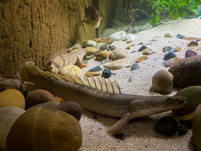 bichir 1 - Copy.jpg