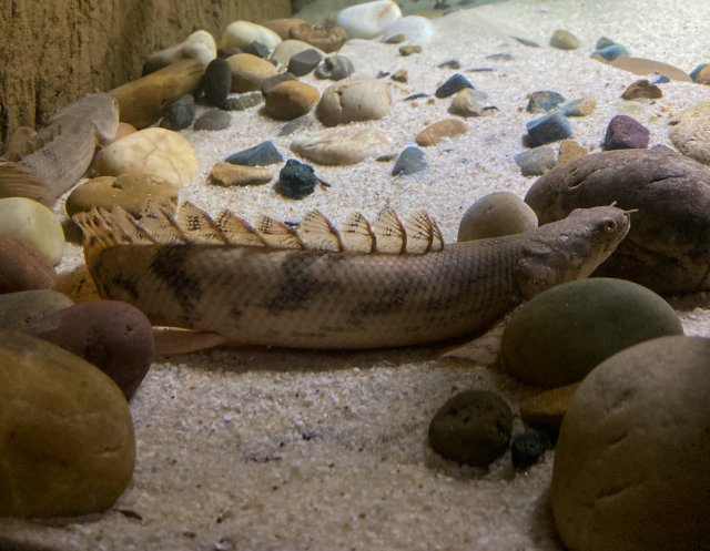 bichir 3.jpg