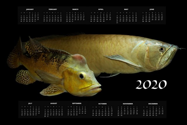 calendarhojpg.jpg