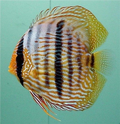Wild discus 2024 care