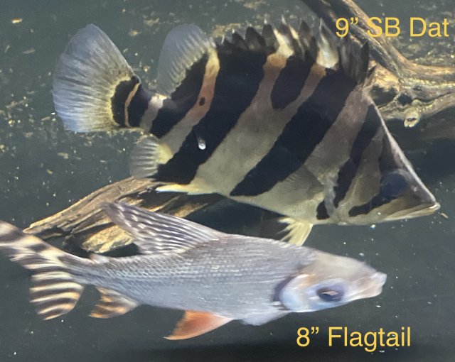 A6E60FC8-51F1-419B-8E57-1645BF4313DF.jpeg A6E60FC8-51F1-419B-8E57-1645BF4313DF.jpeg