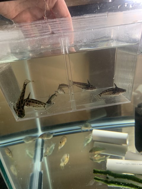 4E416894-6B49-4466-9479-08A8C2A568EB.jpeg 4E416894-6B49-4466-9479-08A8C2A568EB.jpeg