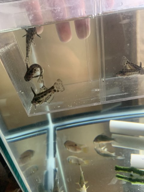 949EA1DD-C45C-4C29-B004-24D85499CF6B.jpeg 949EA1DD-C45C-4C29-B004-24D85499CF6B.jpeg