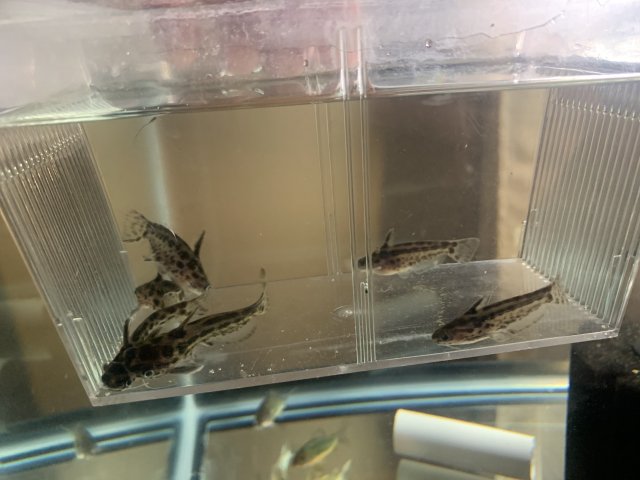 C789CC92-A5C6-4364-8662-0CE7C920D215.jpeg C789CC92-A5C6-4364-8662-0CE7C920D215.jpeg