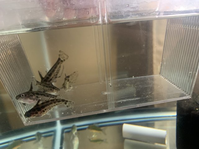 051282D3-D1E1-4B17-B784-41472A021BF4.jpeg 051282D3-D1E1-4B17-B784-41472A021BF4.jpeg