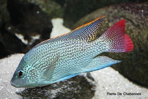 tanganicae01.jpg tanganicae01.jpg