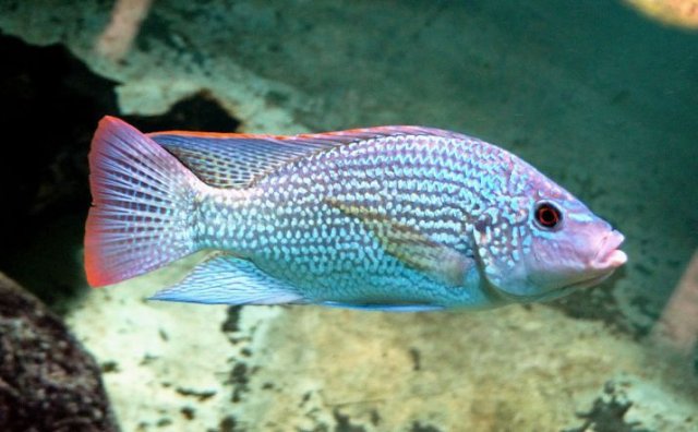 tanganicae03.jpg tanganicae03.jpg