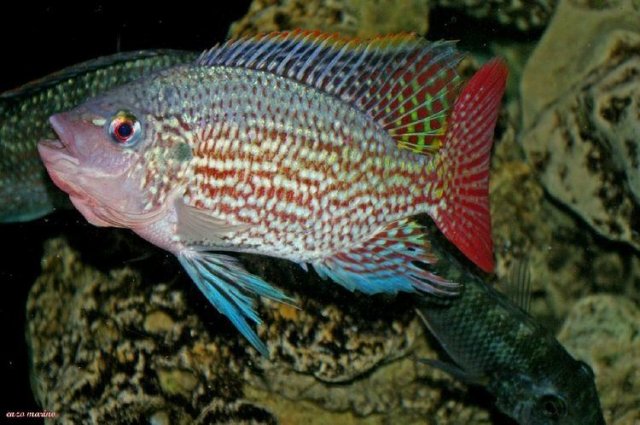 tanganicae06.jpg tanganicae06.jpg