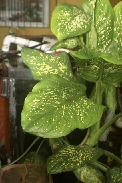 2EA87BC3-50DF-45A2-B9F4-671DA748D554_1_201_a.jpeg 2EA87BC3-50DF-45A2-B9F4-671DA748D554_1_201_a.jpeg