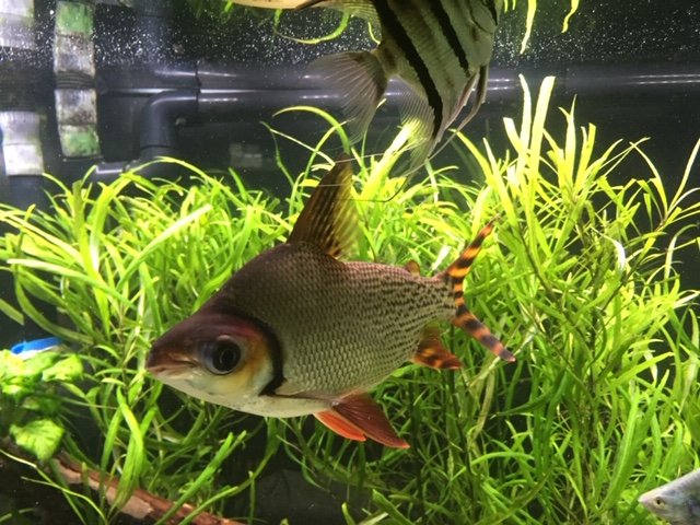 Semaprochilodus + Pterophyllum 28May2020 latB IMG_0668.JPG