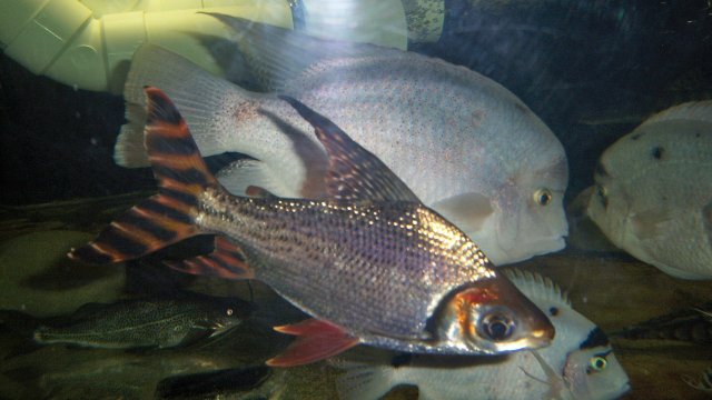 Prochilodus redfin flagtail 1800 gal.JPG