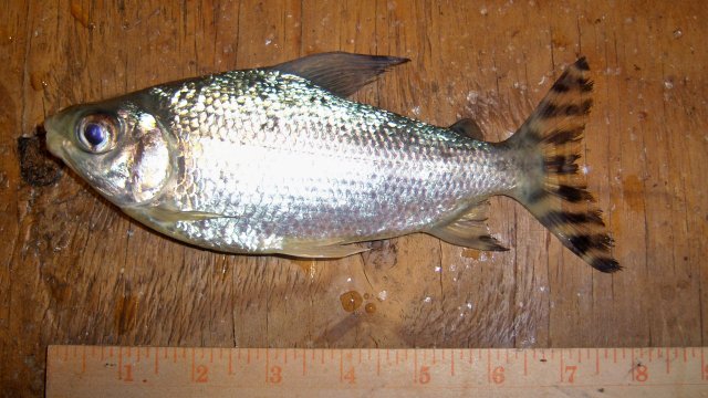 Prochilodus yellowfin 2nd of 3 1.JPG