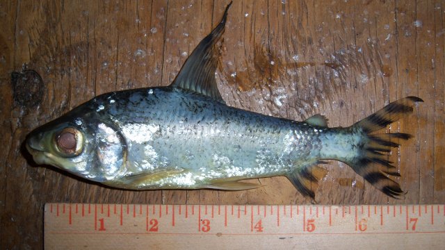Prochilodus yellowfin 3rd of 3 1.JPG