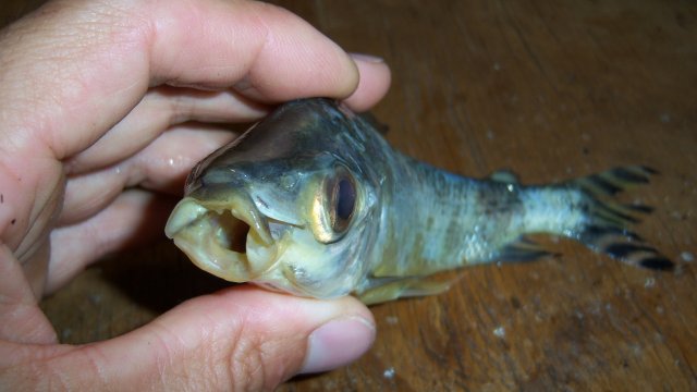 Prochilodus yellowfin 3rd of 3 2.JPG