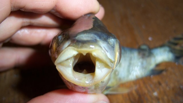 Prochilodus yellowfin 3rd of 3 3.JPG