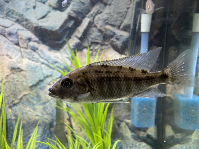 730B3738-2753-4069-92DD-0D653407E88F.jpeg 730B3738-2753-4069-92DD-0D653407E88F.jpeg