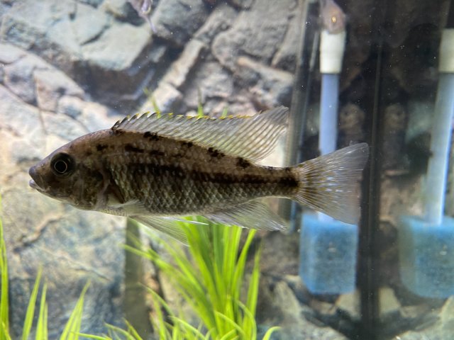 9EA822C1-35AF-4AC4-A8C7-8D626355708D.jpeg 9EA822C1-35AF-4AC4-A8C7-8D626355708D.jpeg