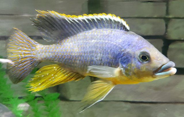 hertae.jpg hertae.jpg