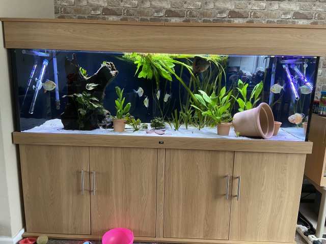 1C6FFF7E-1E77-4326-90D4-214C05E279FB.jpeg 1C6FFF7E-1E77-4326-90D4-214C05E279FB.jpeg