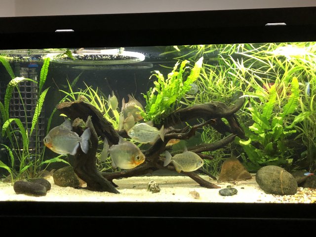 IMG_6006.jpeg IMG_6006.jpeg