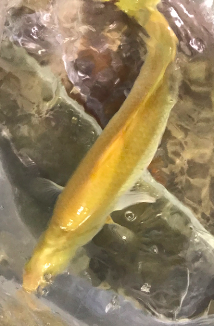 Screen Shot 2020-06-05 at 11.45.34 AM.png