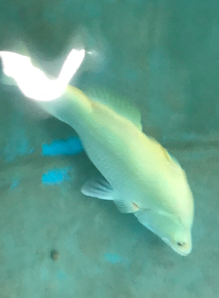 Screen Shot 2020-06-05 at 11.45.19 AM.png