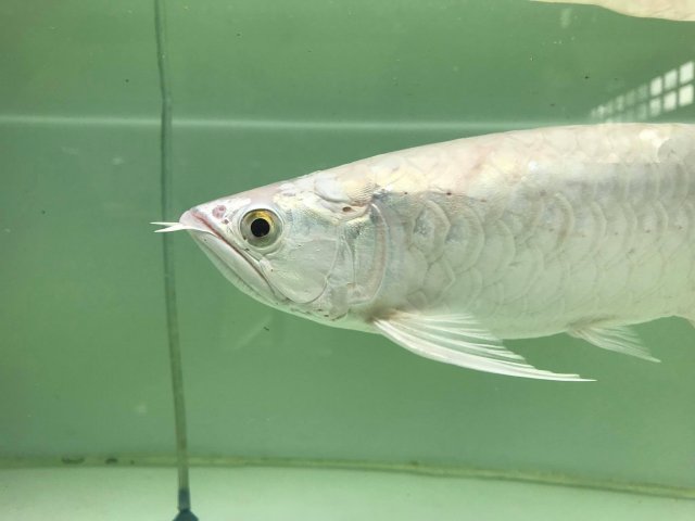 Platinum Asian Arowana Batik 2.jpg