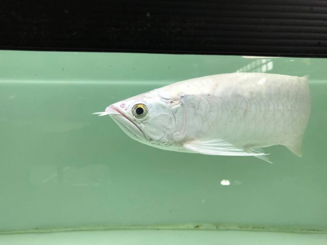 Platinum Asian Arowana Batik 4.jpg