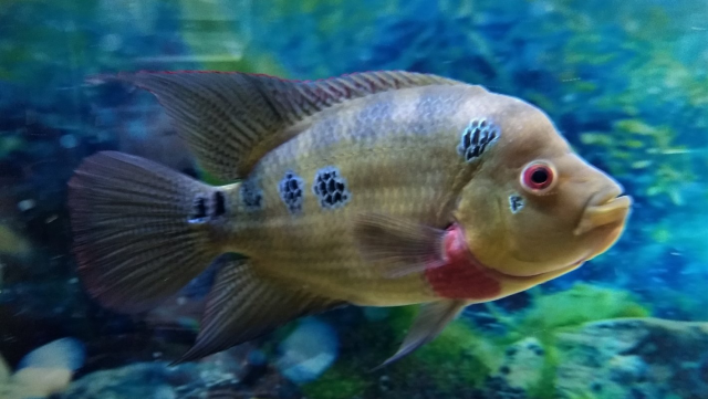 7FD86622-865D-4ADB-A488-803D4FC81BA7.png 7FD86622-865D-4ADB-A488-803D4FC81BA7.png